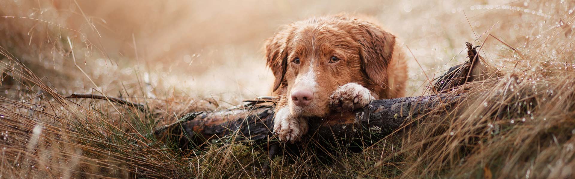 Was ist die richtige Ernährung für alte Hunde?