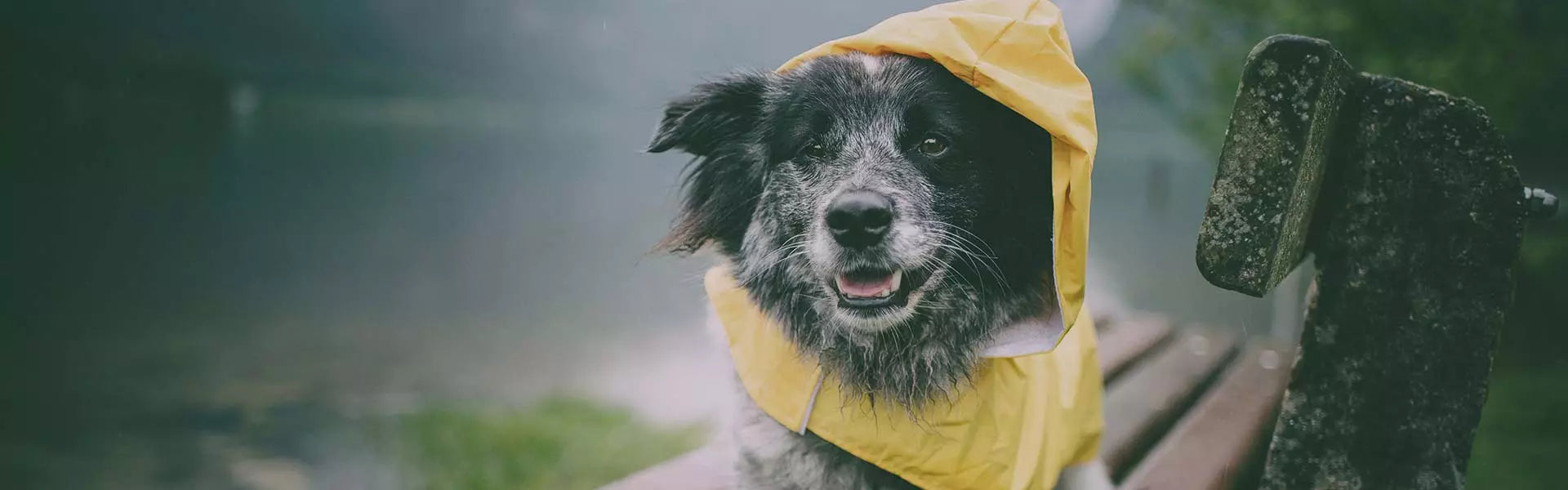 So stärkst du das Immunsystem deines Hundes – einfach und effektiv!