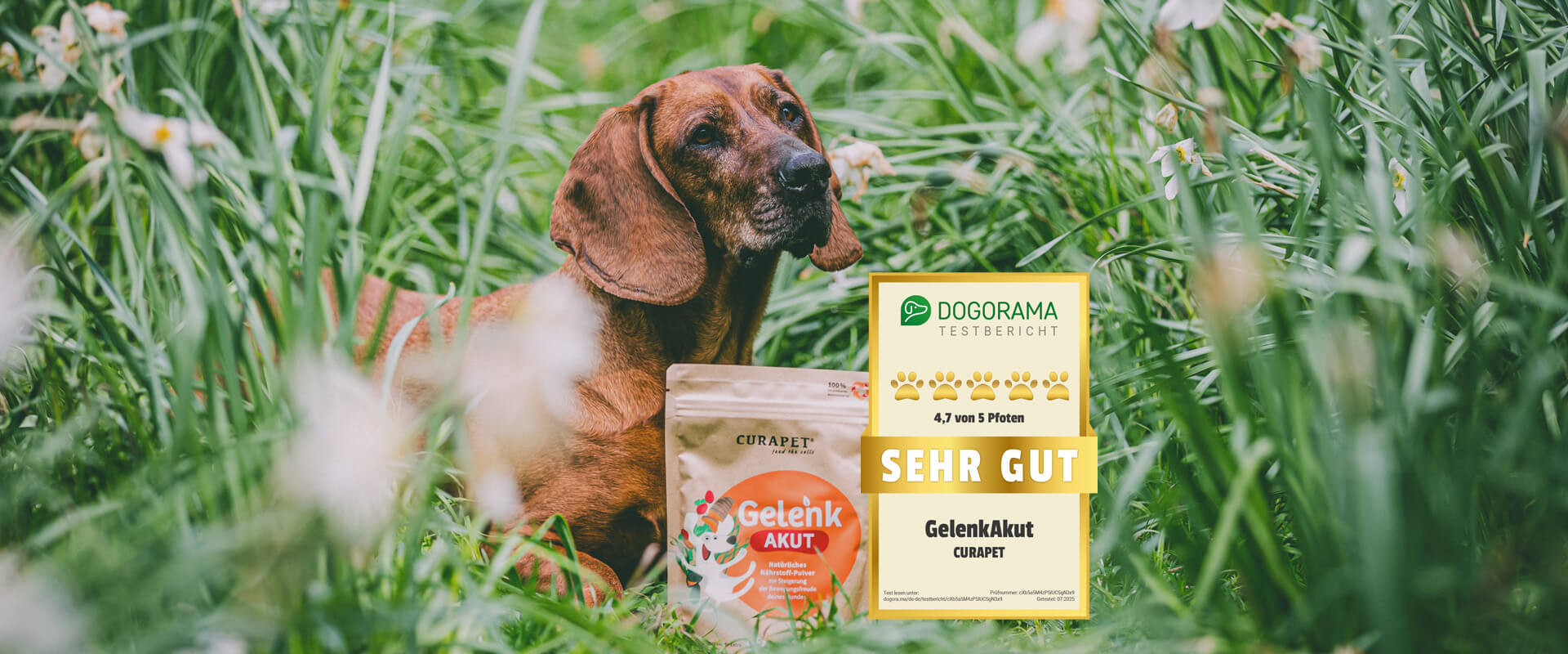 Nahrungsergänzungsmittel für die Gelenke vom Hund im Test
