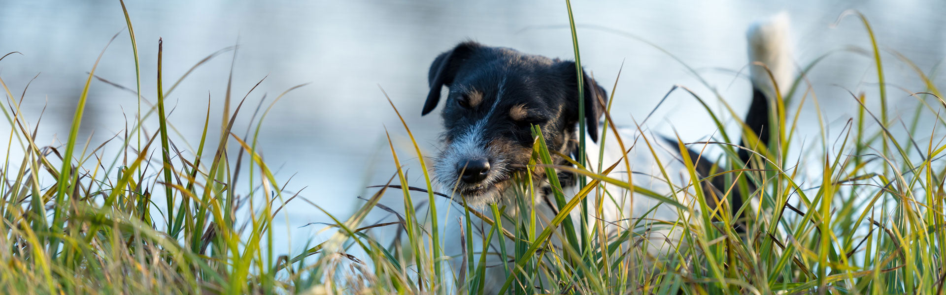 Grasfressen beim Hund hat viele Ursachen