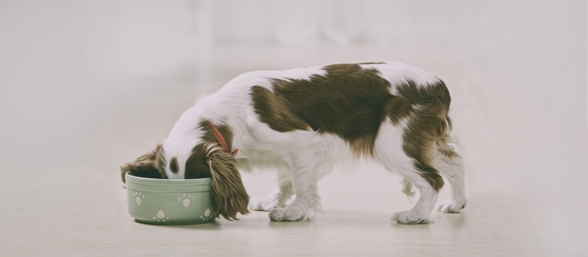 Hund frisst im Napf, gesundes Hundefutter