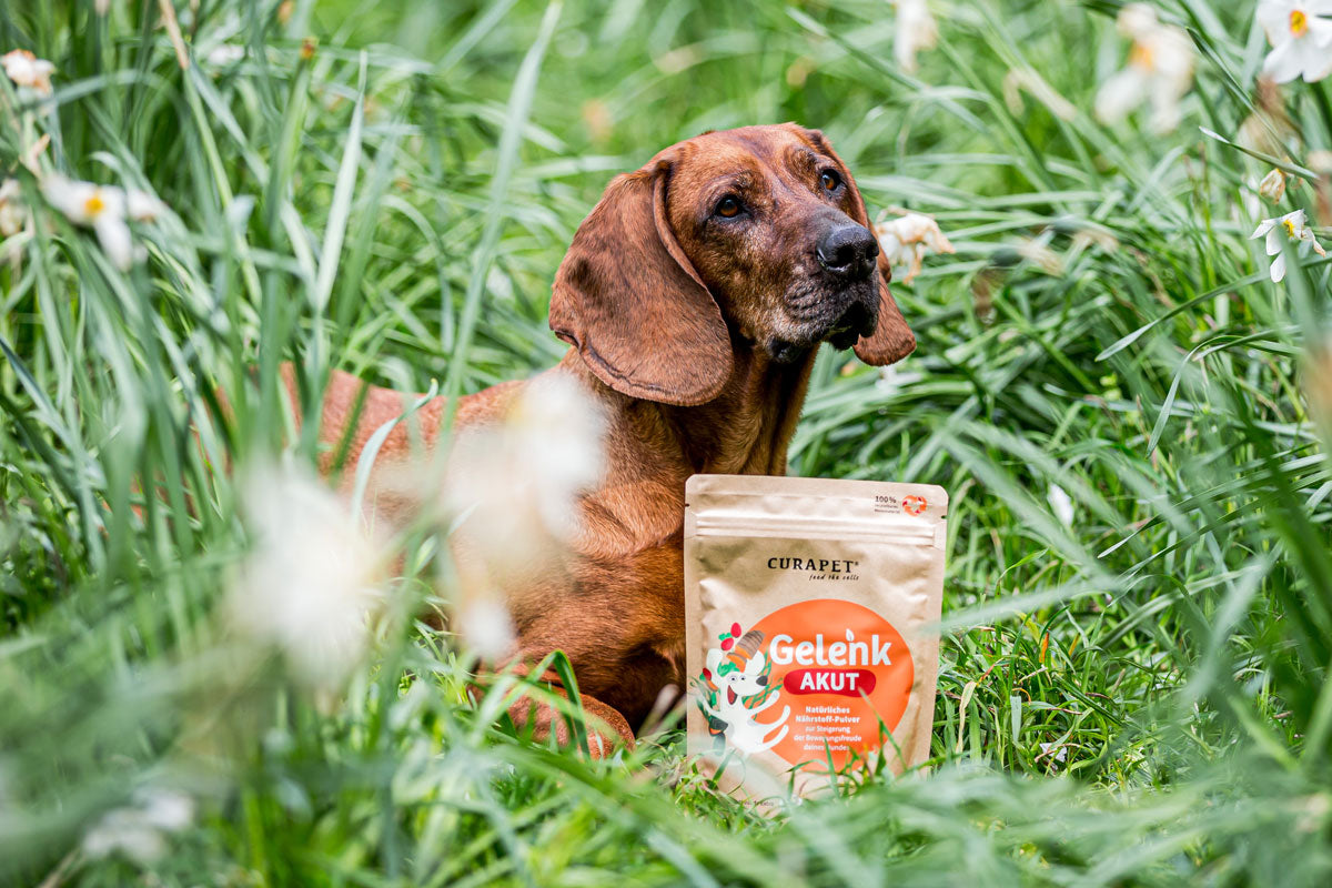curapet gelenkpulver für hunde