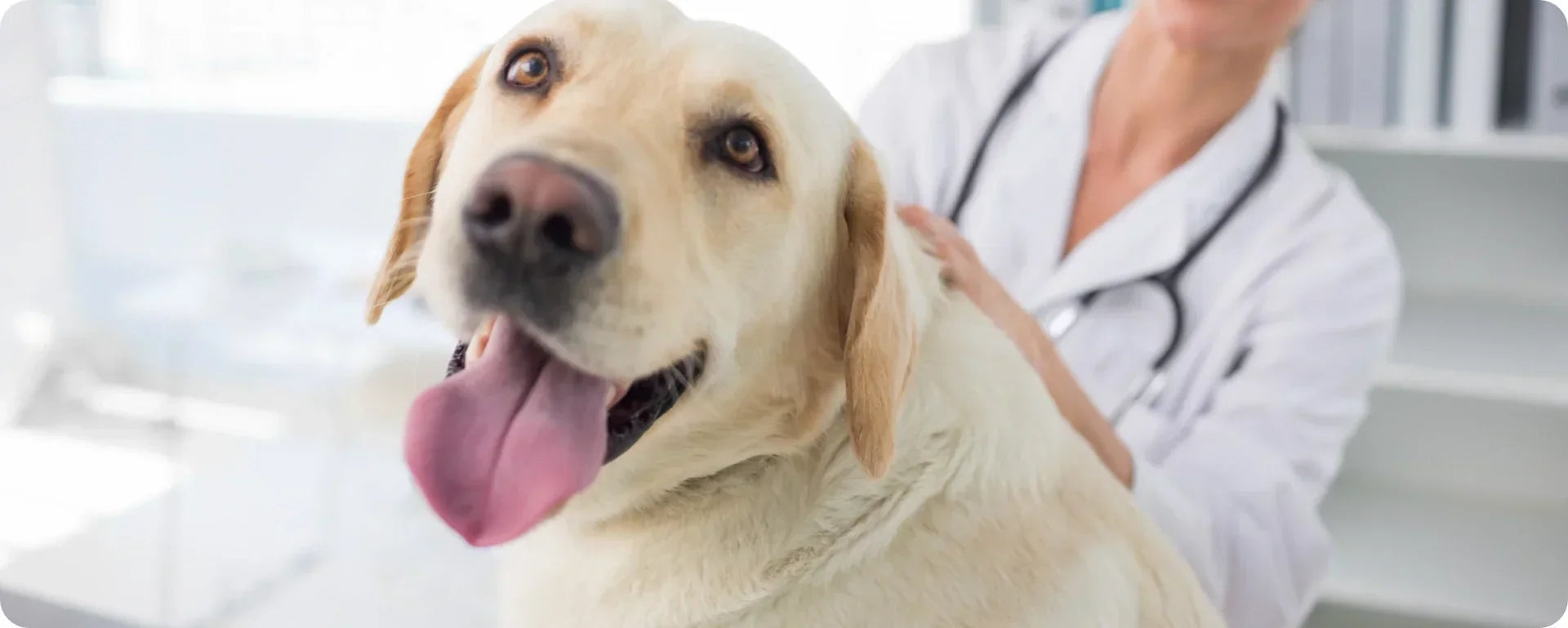 Gastritis beim Hund – Symptome, Ursachen & Behandlung