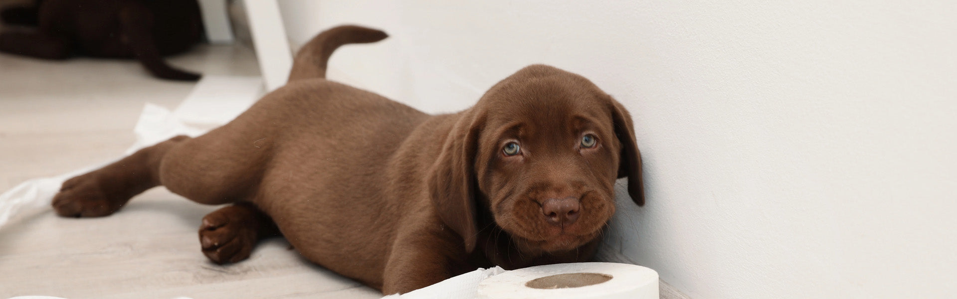 Blähungen beim Hund