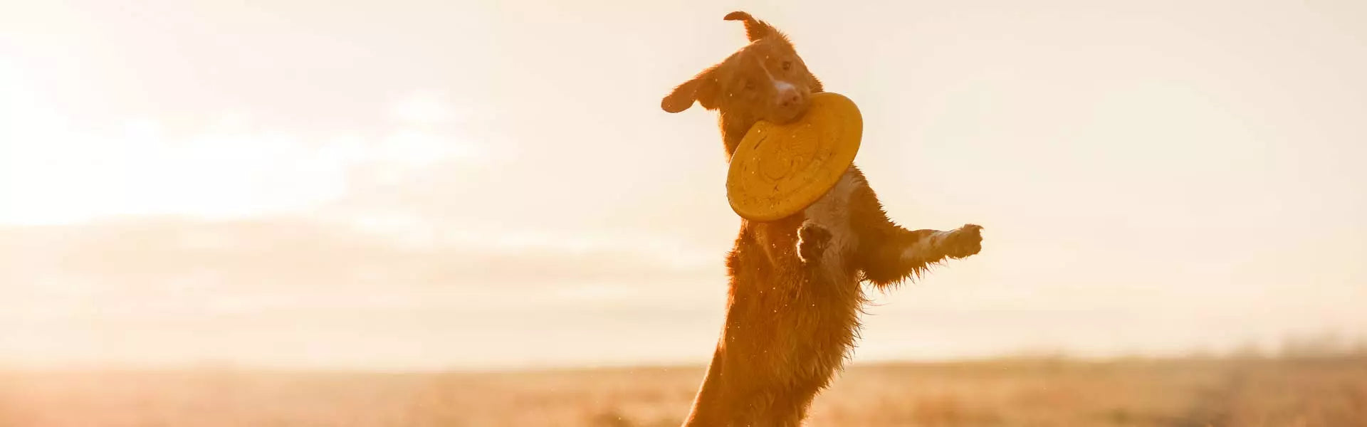 Arthrose beim Hund – Hilfe ohne Nebenwirkungen!