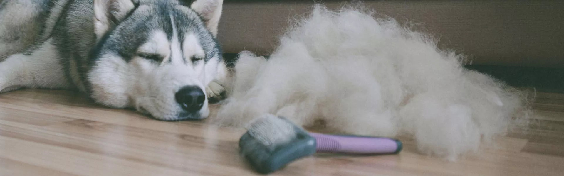 Der Fellwechsel beim Hund: alles, was du wissen musst.