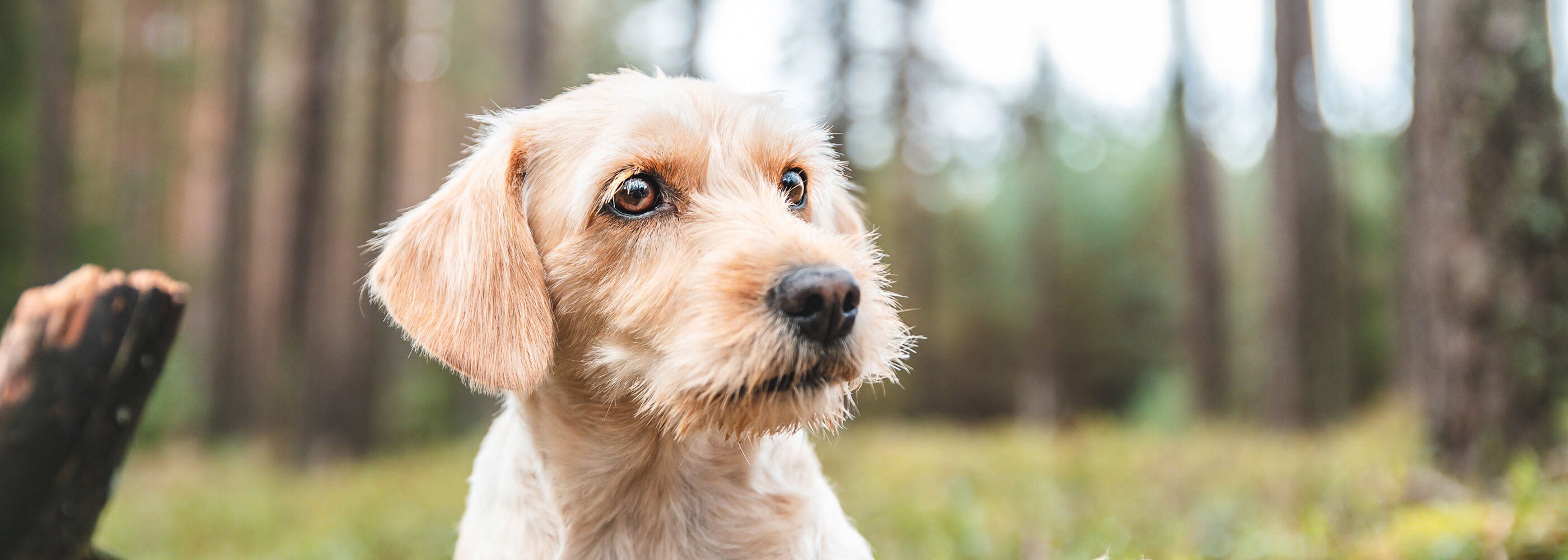 Probiotika für Hunde