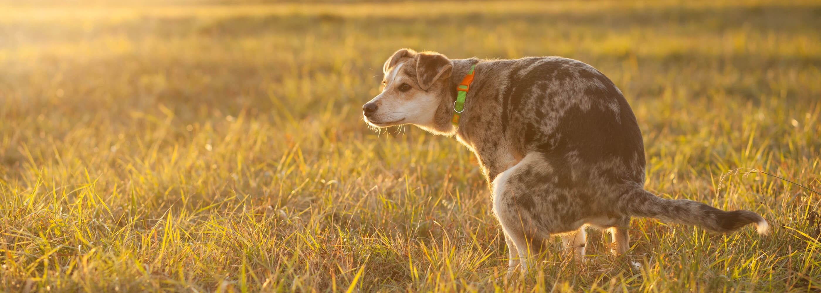 Verstopfung beim Hund